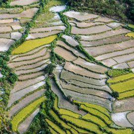 Paddy-Field.jpg